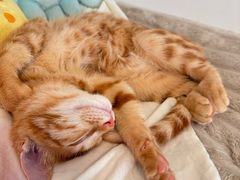 -瑞派康怡24h宠物医院·犬猫医疗中心·微创绝育(瑞景分院)