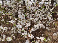 -帽儿山国家森林公园