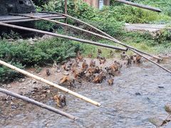 -西双版纳原始森林公园
