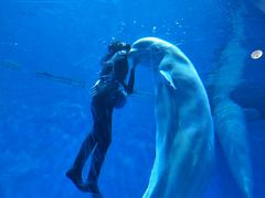 -芜湖新华联大白鲸海洋公园