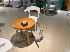 -藏猫猫咖啡主题馆(中央大道店)