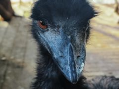 -大鹅岛绿色生态美食园