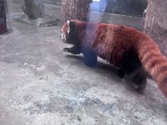 -武汉动物园