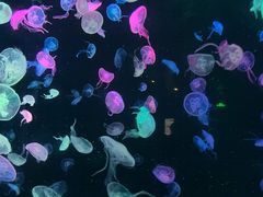 -珠海长隆海洋王国