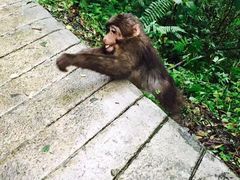 -西岭雪山大飞水景区