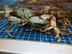 -渔人码头(中南店)