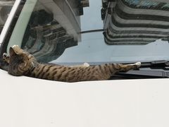 -奥林匹克体育中心游泳馆