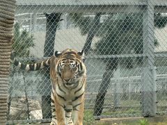 -西霞口神雕山野生动物世界
