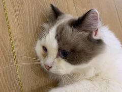 -猫域·湾主题猫咖·宠物吧(南坪城市广场店)