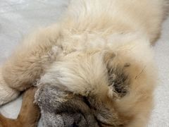 -共舞时光猫咖·狗咖(新街口店)