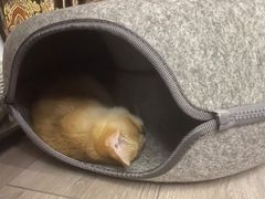 -Bastet sally猫舍购宠(静安店)