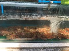 -拉威海鲜市场
