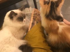 -猫色咖啡·猫咖