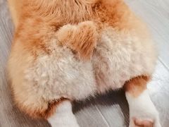 -浣熊柯尔鸭土拨鼠·电玩咖