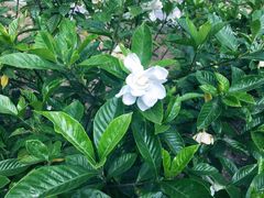 -合肥滨湖国家森林公园