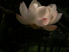 -桂湖森林公园