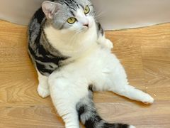 -COLOR PETS 撸猫馆·购猫·猫咖(长风大悦城店)