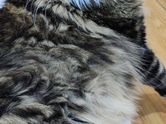 -COLOR PETS 撸猫馆·购猫·猫咖(长风大悦城店)