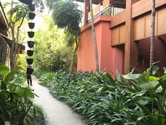 -西双版纳洲际度假酒店兰吧