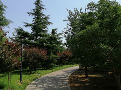 -大望京公园