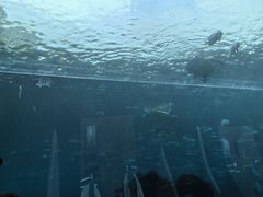 -海棠湾洲际-涛·海底餐厅·美人鱼·自助餐·海底隧道