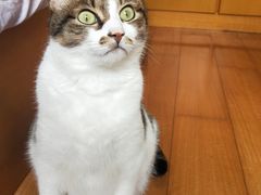 -御宝贝·A梦猫科宠物医院(国际猫友好医院)