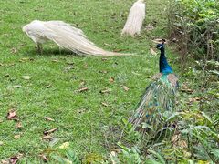 -广州长隆飞鸟乐园