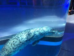 -海合安武汉极地海洋公园