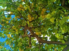 -瓦伦西亚大教堂