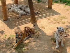 -西霞口神雕山野生动物世界