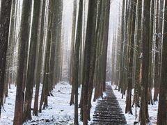 -武陵山森林公园