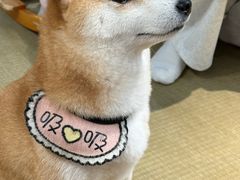 -逗柴咖啡屋·狗咖猫咖宠物桌游