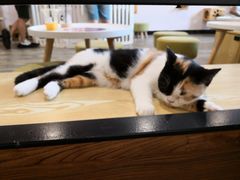 -喵匠猫主题咖啡(凯德和平广场店)