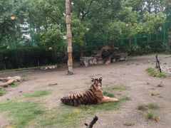 -上海野生动物园老虎餐厅