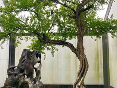 -苏州园林博物馆