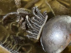 -汤锅大王(新平曹苏黄牛汤锅有限公司)