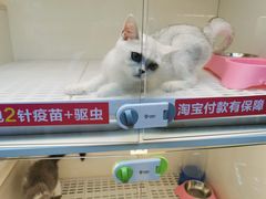 -lincat·猫舍(广州店)