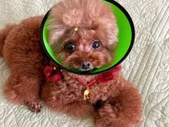 -爱侣宠医·鹦鹉专科·小型哺乳类·异宠专科(灵石路店)