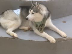 -Husky Go! 哈士奇体验馆·宠物咖啡厅狗咖