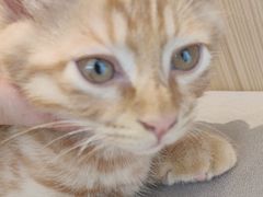 -瑞派·关忠动物医院·猫专科·犬专科(三环新城店)