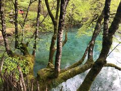 -九寨沟-树正沟