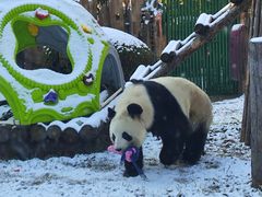 -大连森林动物园