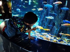 -西双版纳原始森林公园