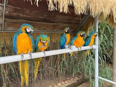 -西霞口神雕山野生动物世界