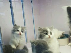 -喵的天空名猫咖啡馆·撸猫·猫舍·用品