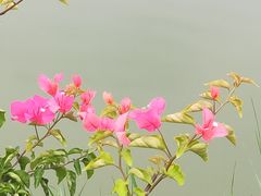 -东莞植物园