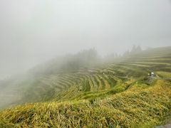 -紫鹊界梯田景区