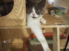 -平行世界·猫咖(首经贸店)