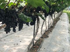 -金谷域澳洲庄园