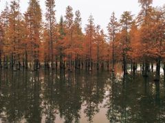 -白鹭湾湿地公园